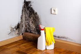 Best Environmental Consulting for Mold Prevention  in Salem, MA